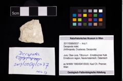 Foto (Objekt + Etikett) von Decapoda indet.  (NHMW-GEO-2017-0089-0037)
